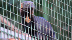 Tayra (2).jpg